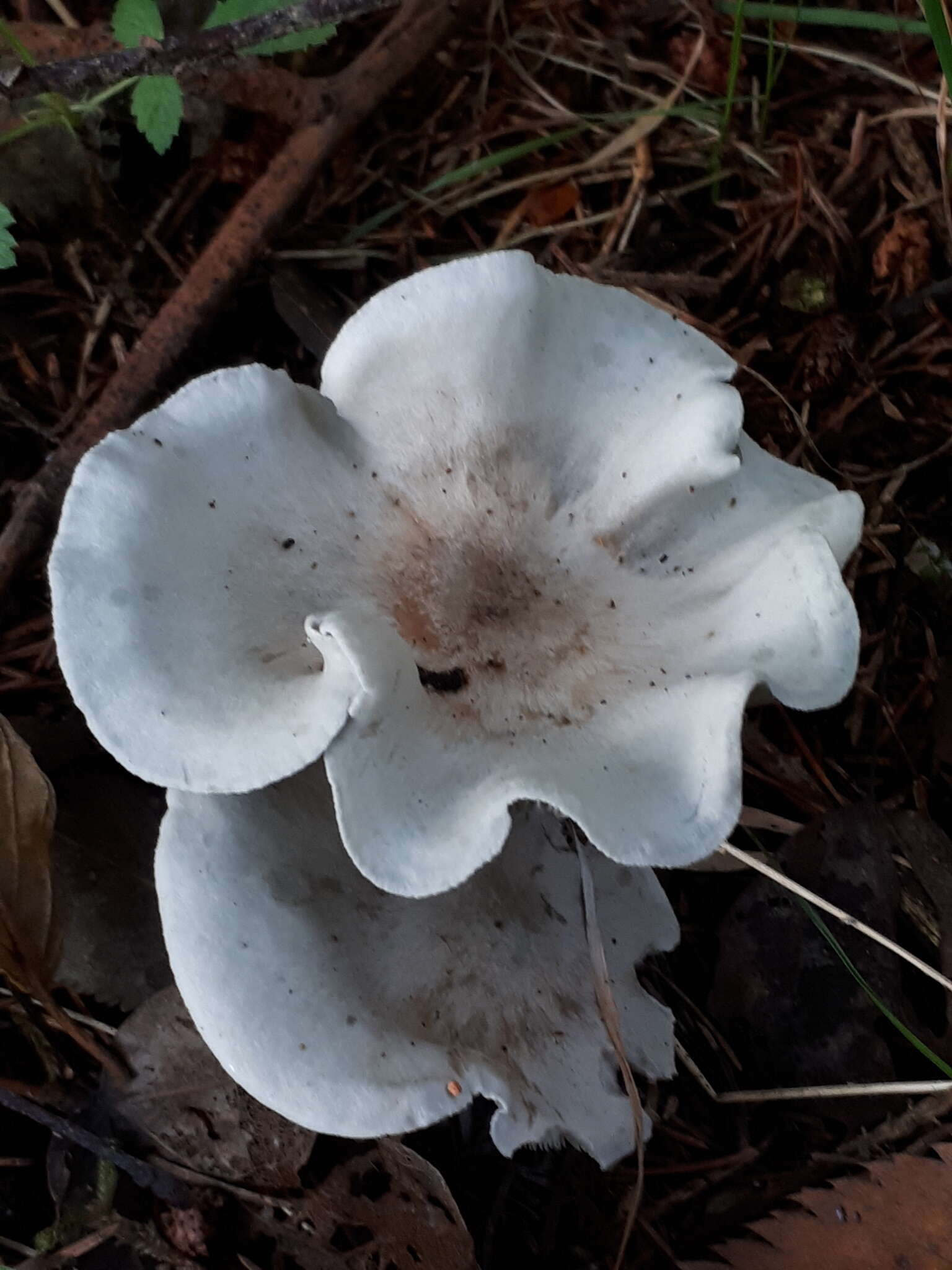 Image de Clitocybe odora (Bull.) P. Kumm. 1871