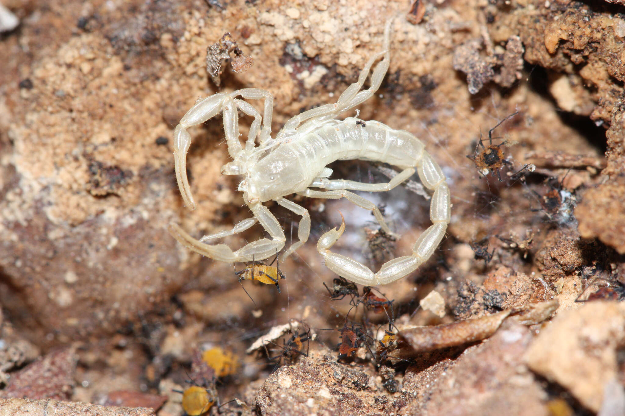 Image of Arizona Bark Scorpion