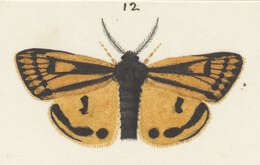 Image of Metacrias erichrysa Meyrick 1887