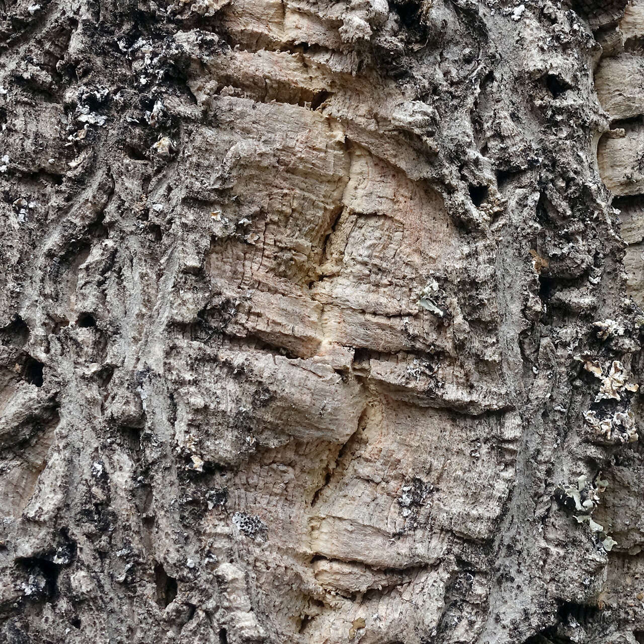 Image of corktree