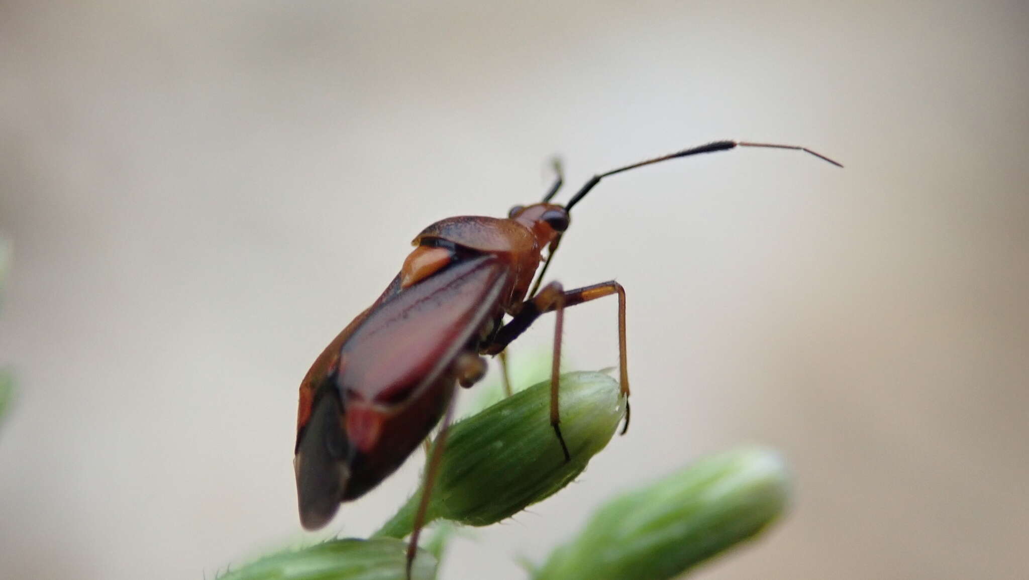 Image of red capsid bug