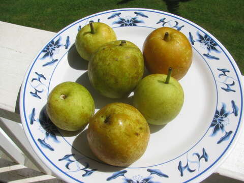 Plancia ëd Pyrus pyrifolia (Burm. fil.) Nakai