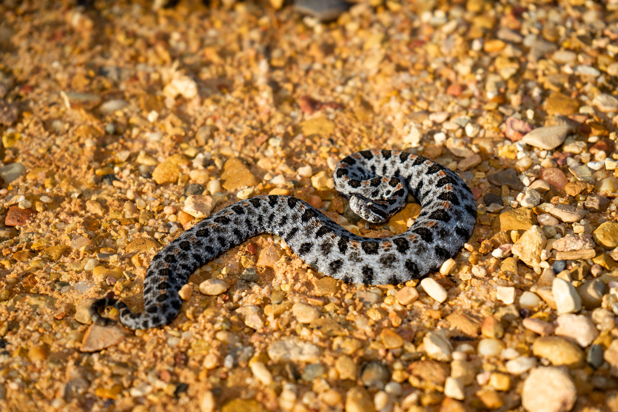 Слика од Sistrurus miliarius (Linnaeus 1766)