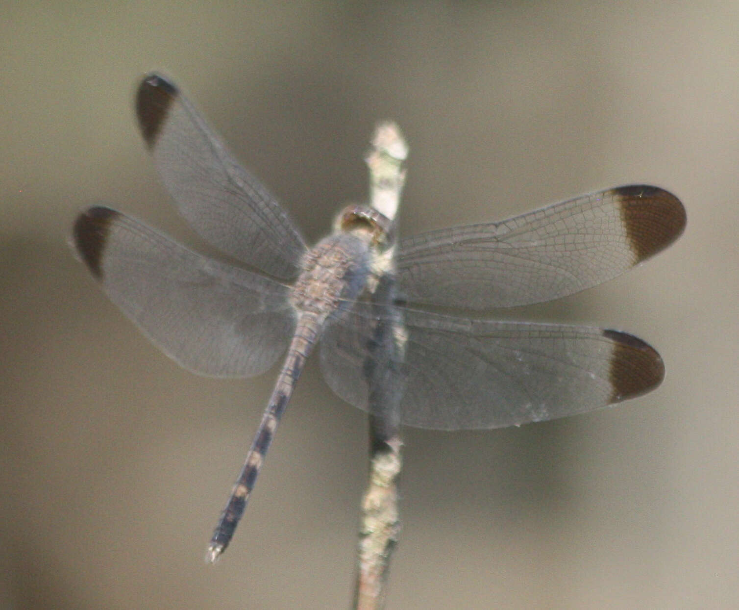 Image of Uracis imbuta (Burmeister 1839)