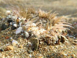 Image of Sand anemone