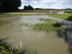 Image of Water Horsetail