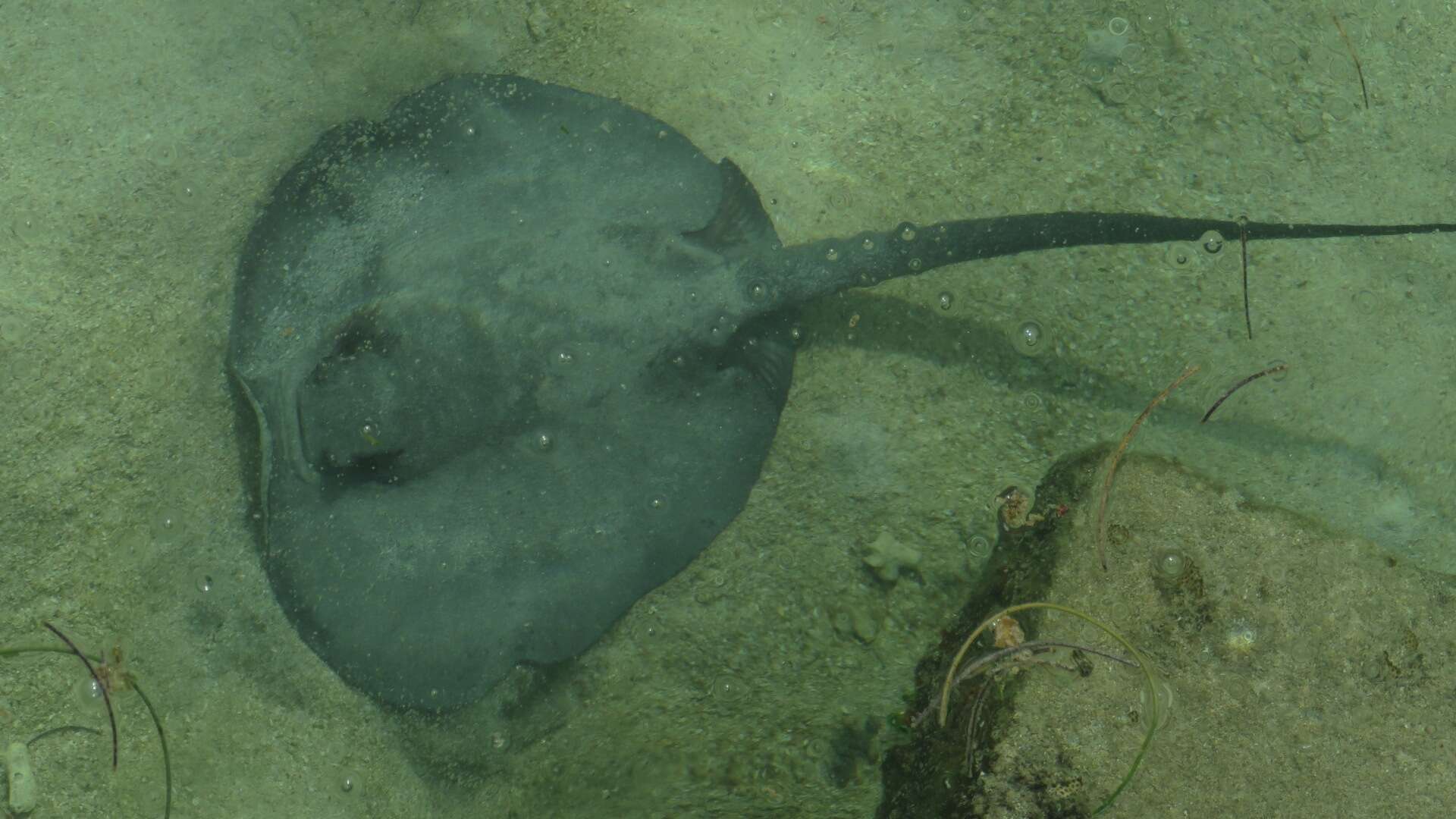 Image of river stingrays