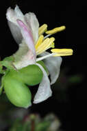 Imagem de Lonicera fragrantissima Lindl. & Paxt.