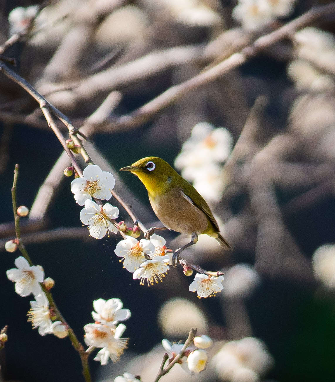 Image of Japanese White-eye