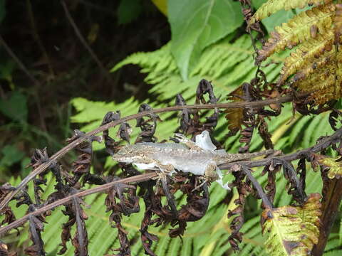 Image of Blemished Anole