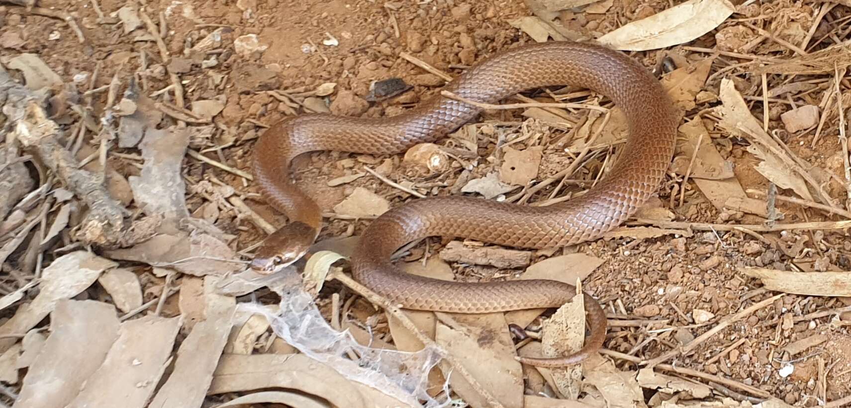 Image of Curl snake