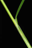 Image of broom sedge