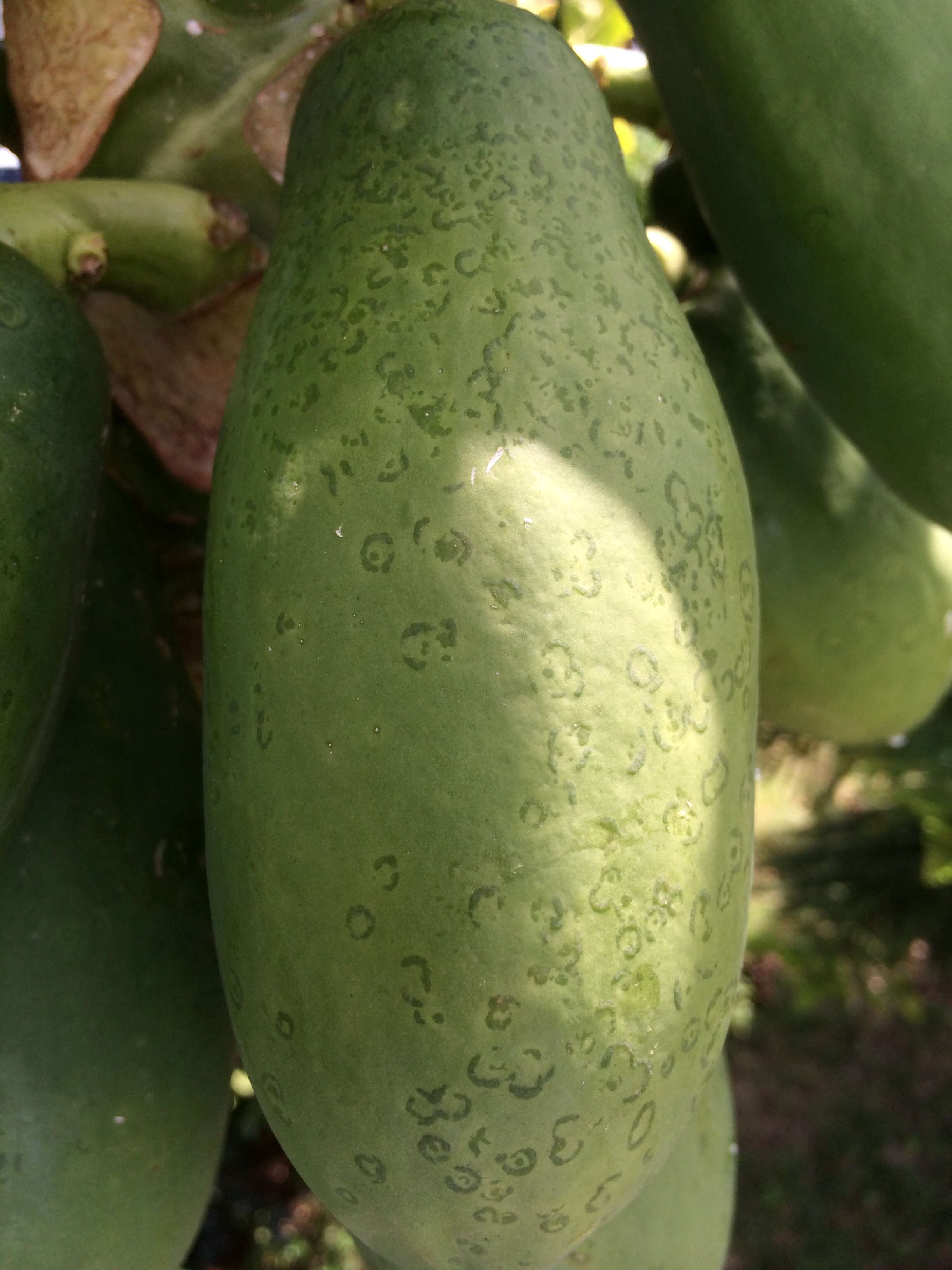 Image of Papaya ringspot virus