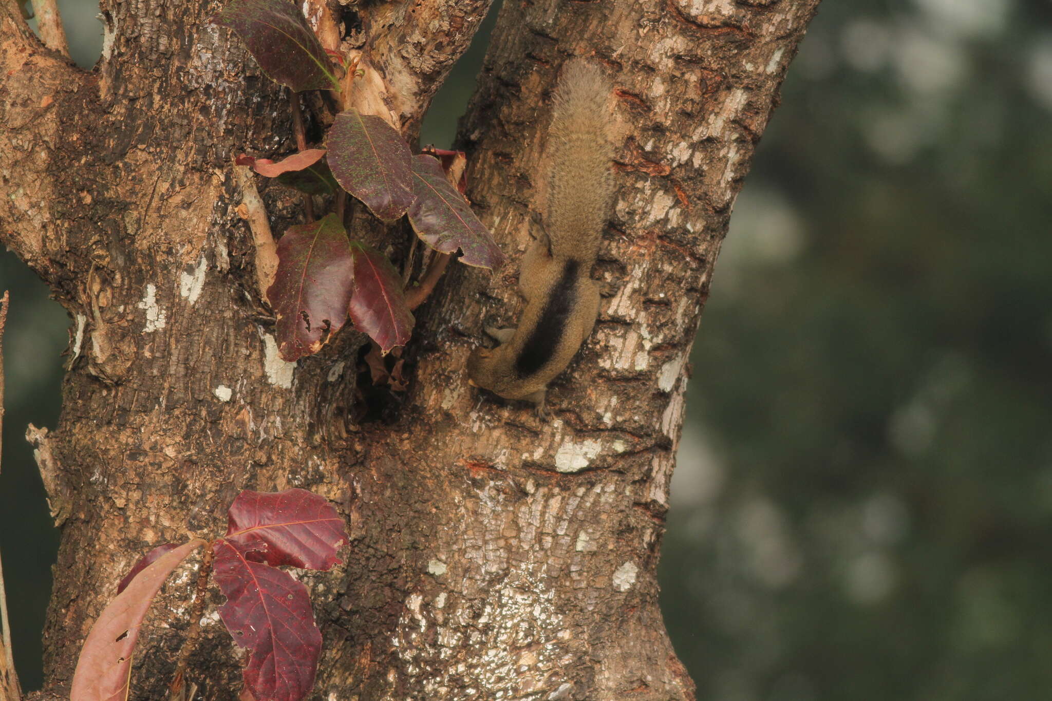 Image of Pallas's Squirrel