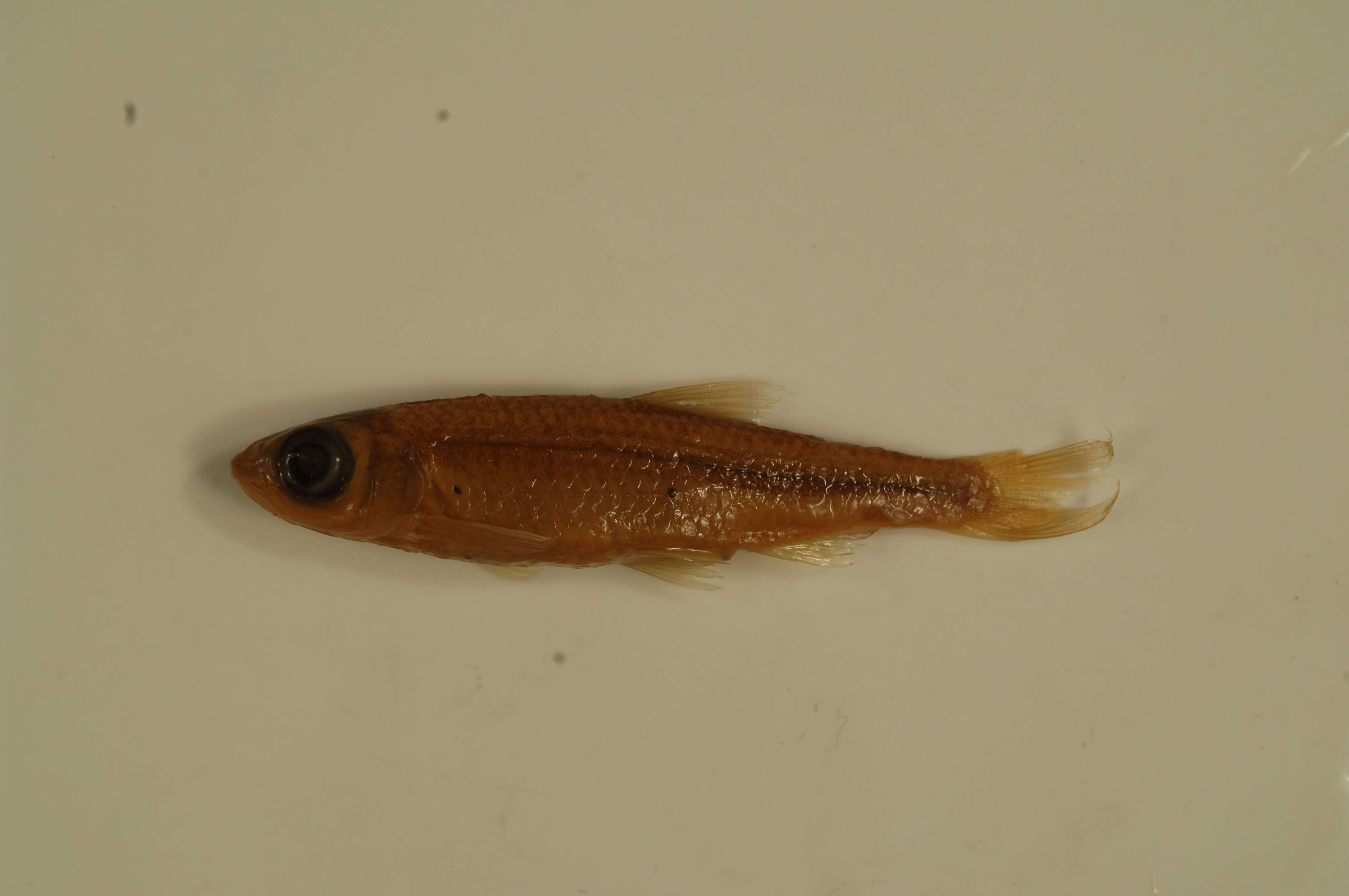 Imagem de Notropis ariommus (Cope 1867)