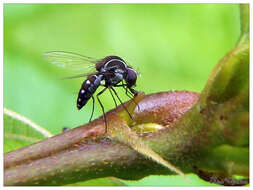 Image of quasimodo flies