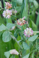 Image of alsike clover