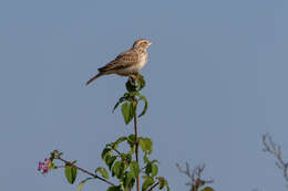 صورة Mirafra erythroptera Blyth 1845