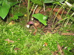 Image of Arisarum proboscideum (L.) Savi