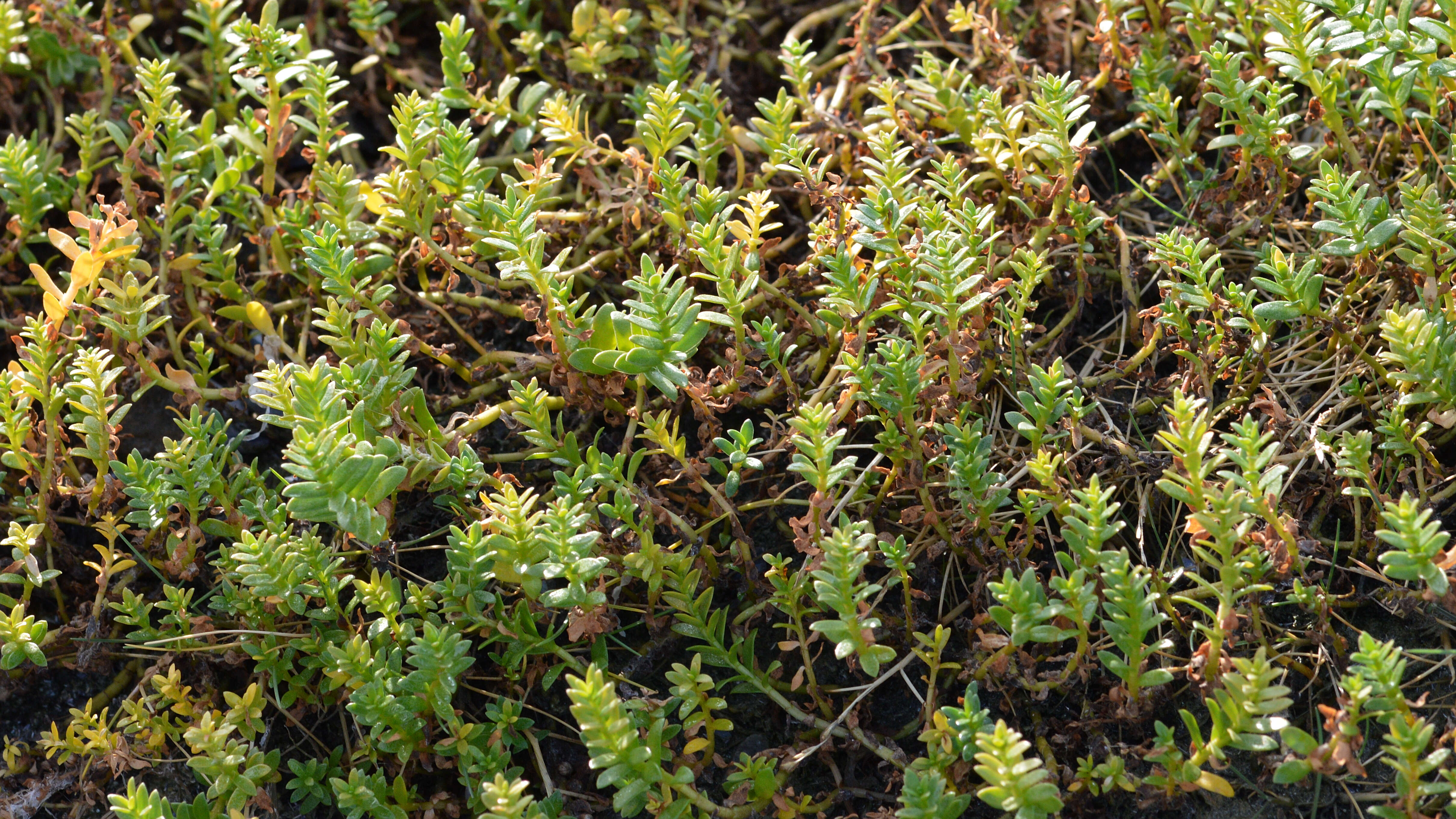 Image of black saltwort