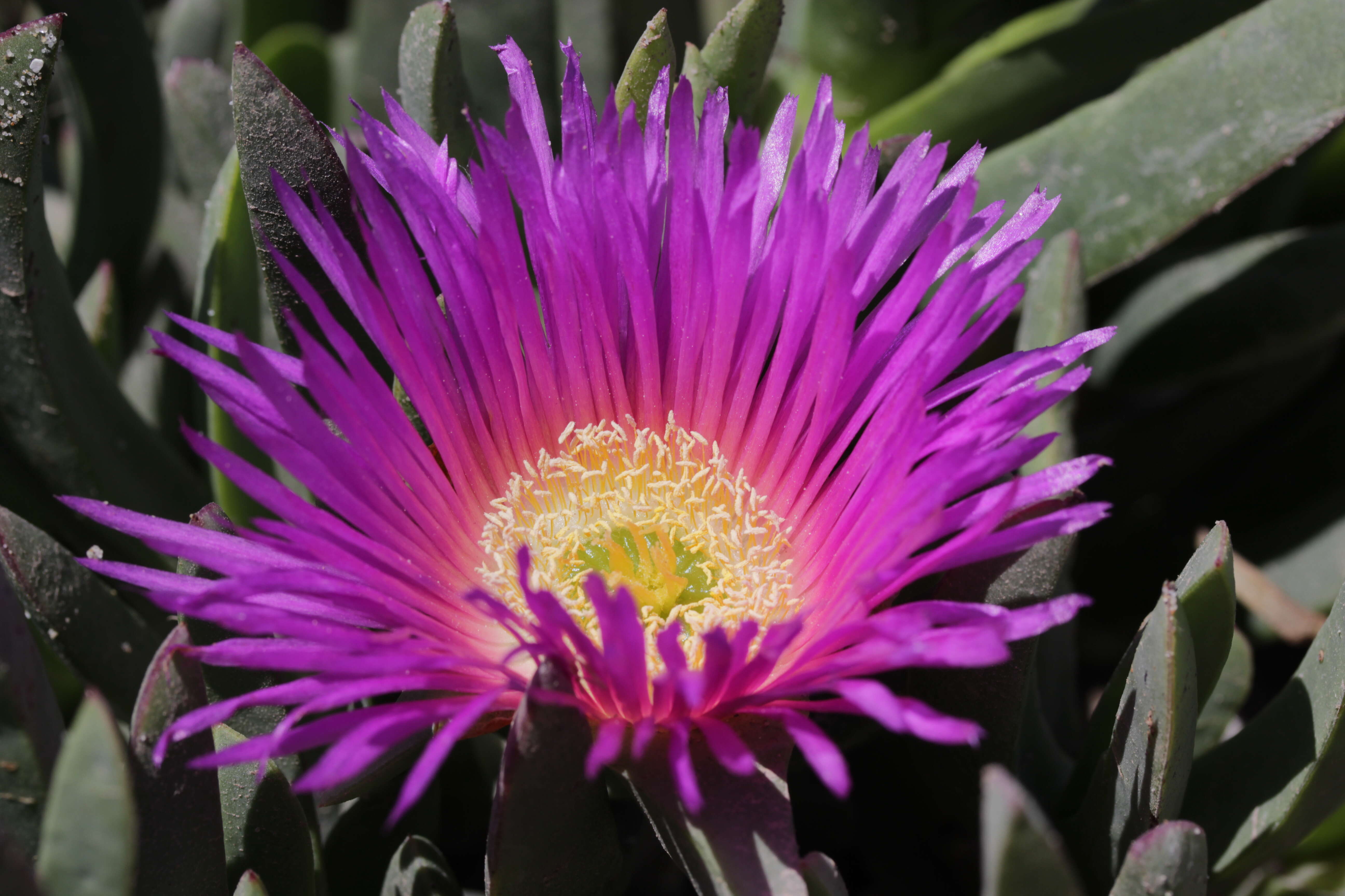 Image of Carpobrotus acinaciformis (L.) L. Bol.