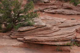 Image of Bigberry Juniper