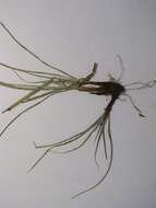 Слика од Cyperus aggregatus (Willd.) Endl.