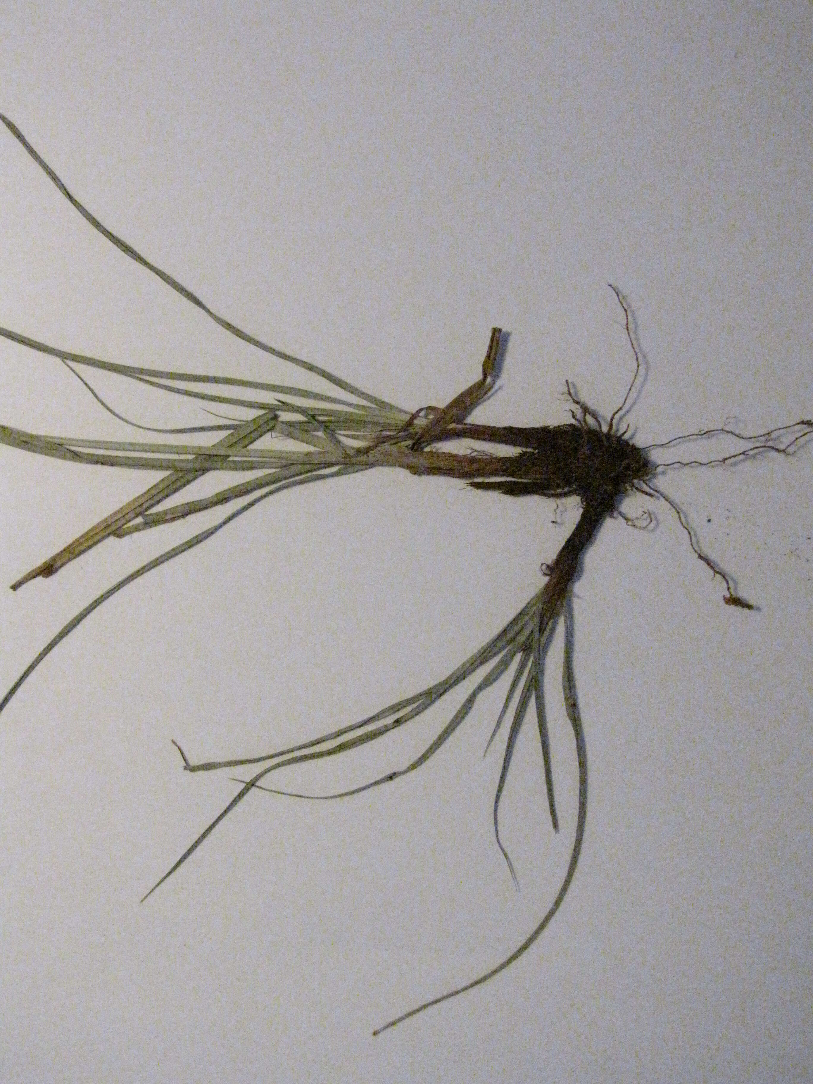 Слика од Cyperus aggregatus (Willd.) Endl.