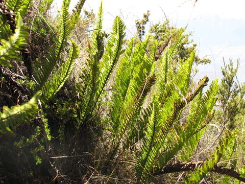 Image of dotted polypody