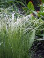 Image de Stipa tirsa Steven