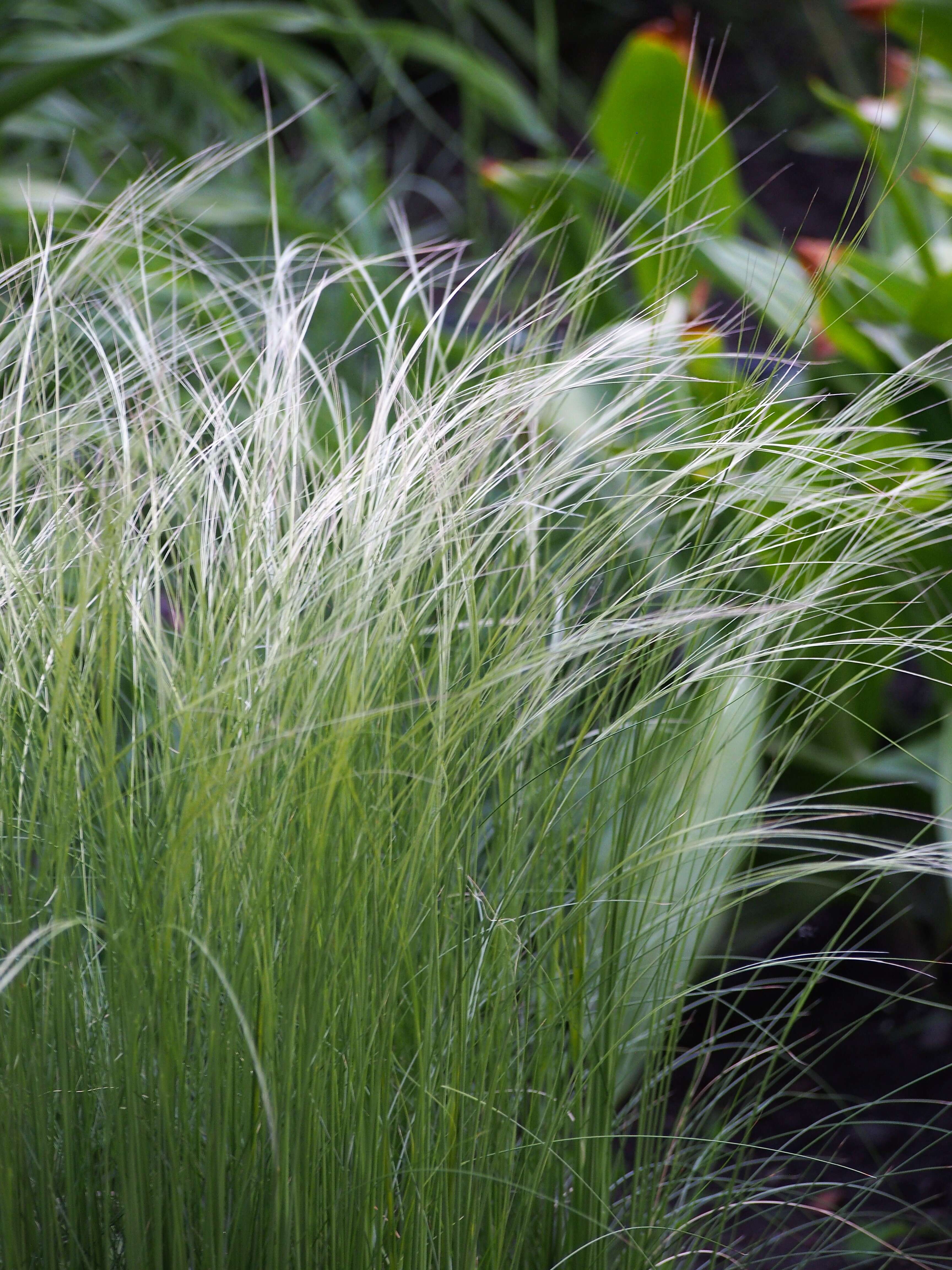 Image de Stipa tirsa Steven