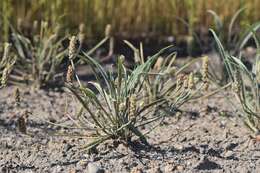 Image of blond plantain