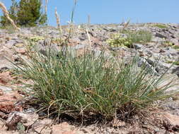 Image de Poa fendleriana (Steud.) Vasey