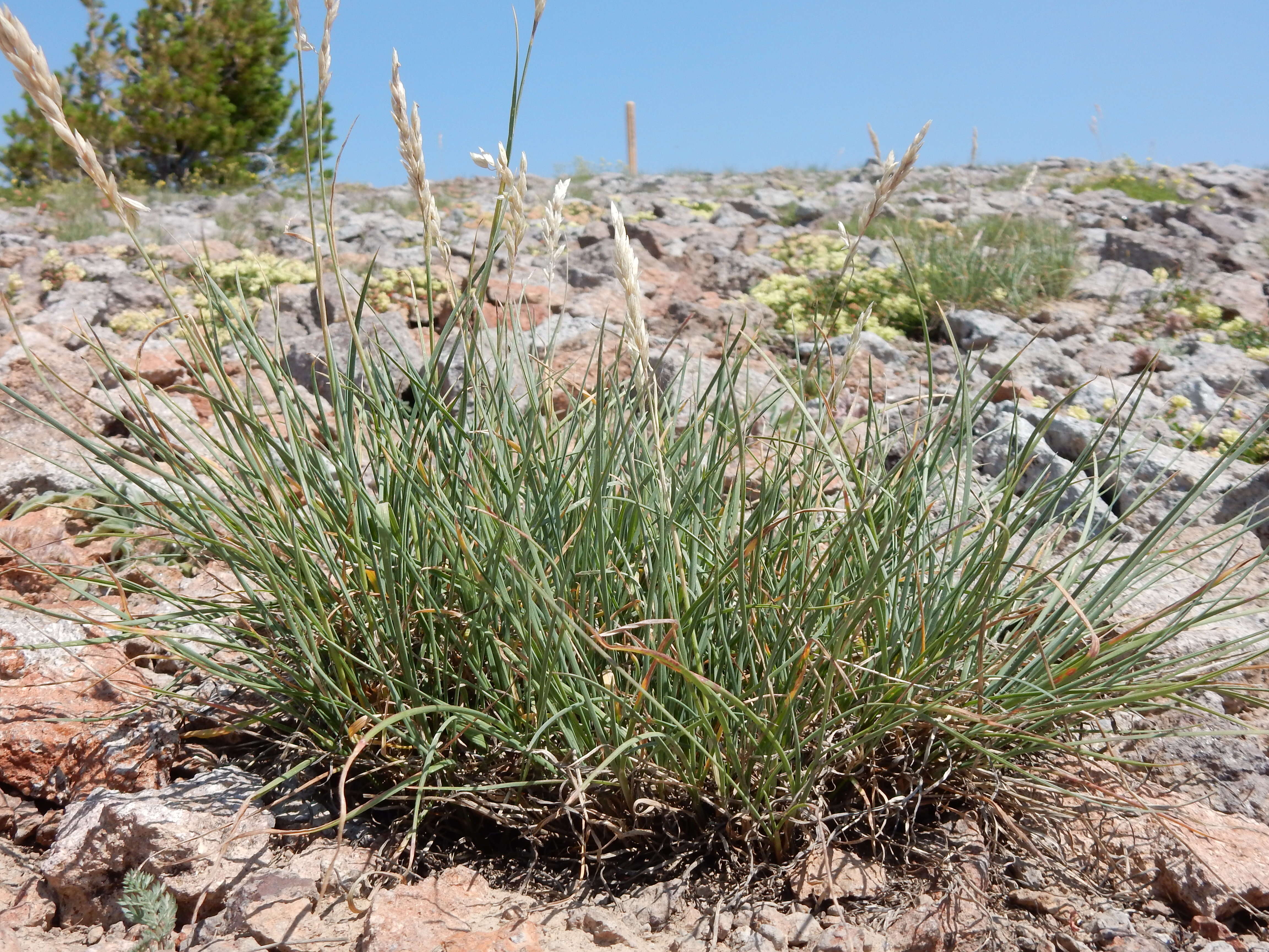 Image de Poa fendleriana (Steud.) Vasey