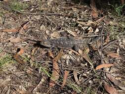 Image of Bearded Dragon