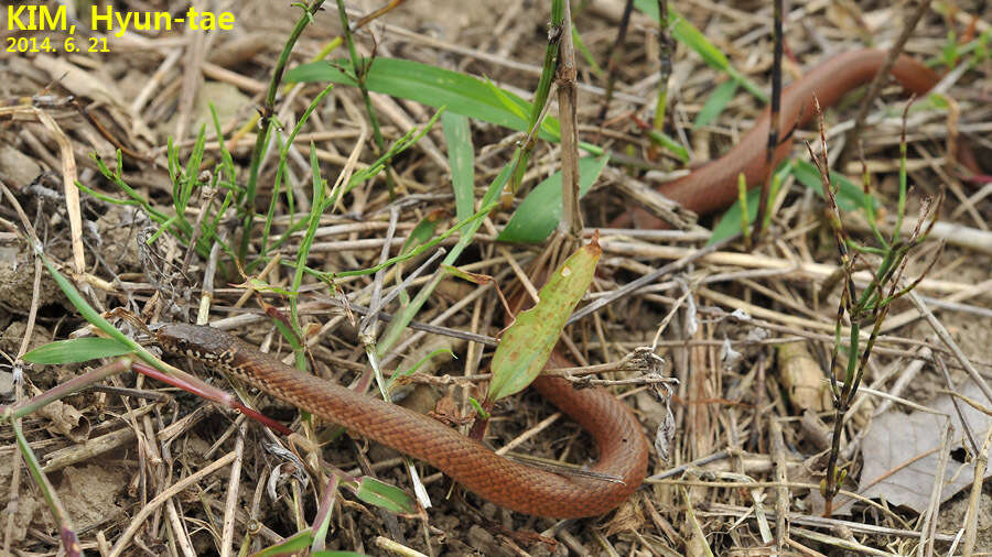 Image of Japanese Keelback