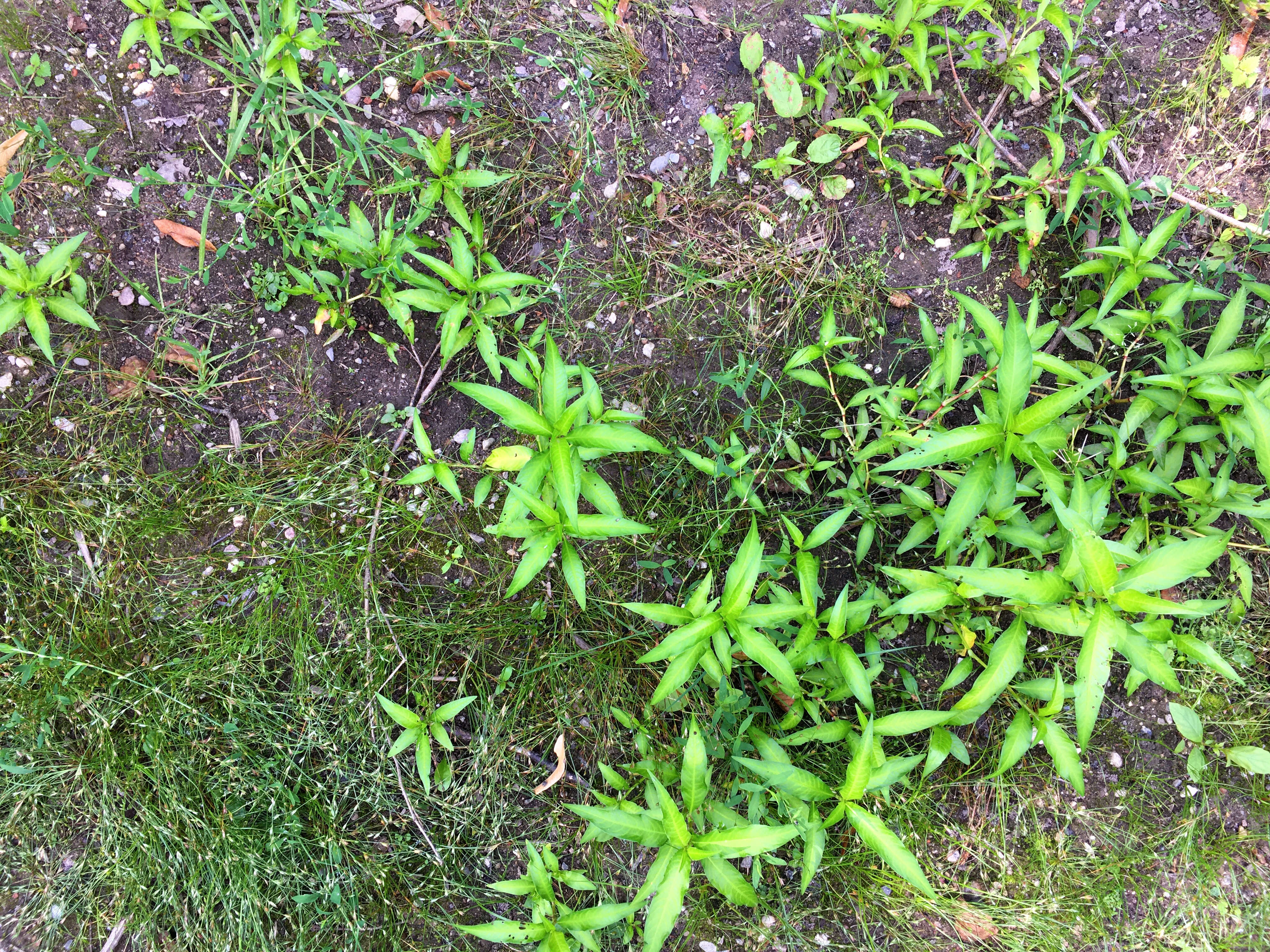 Image of Toad Rush