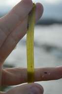 Image of Eelgrass