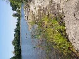 Image of Scirpus radicans Schkuhr