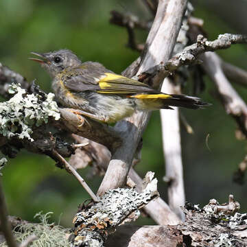 Image of American Redstart