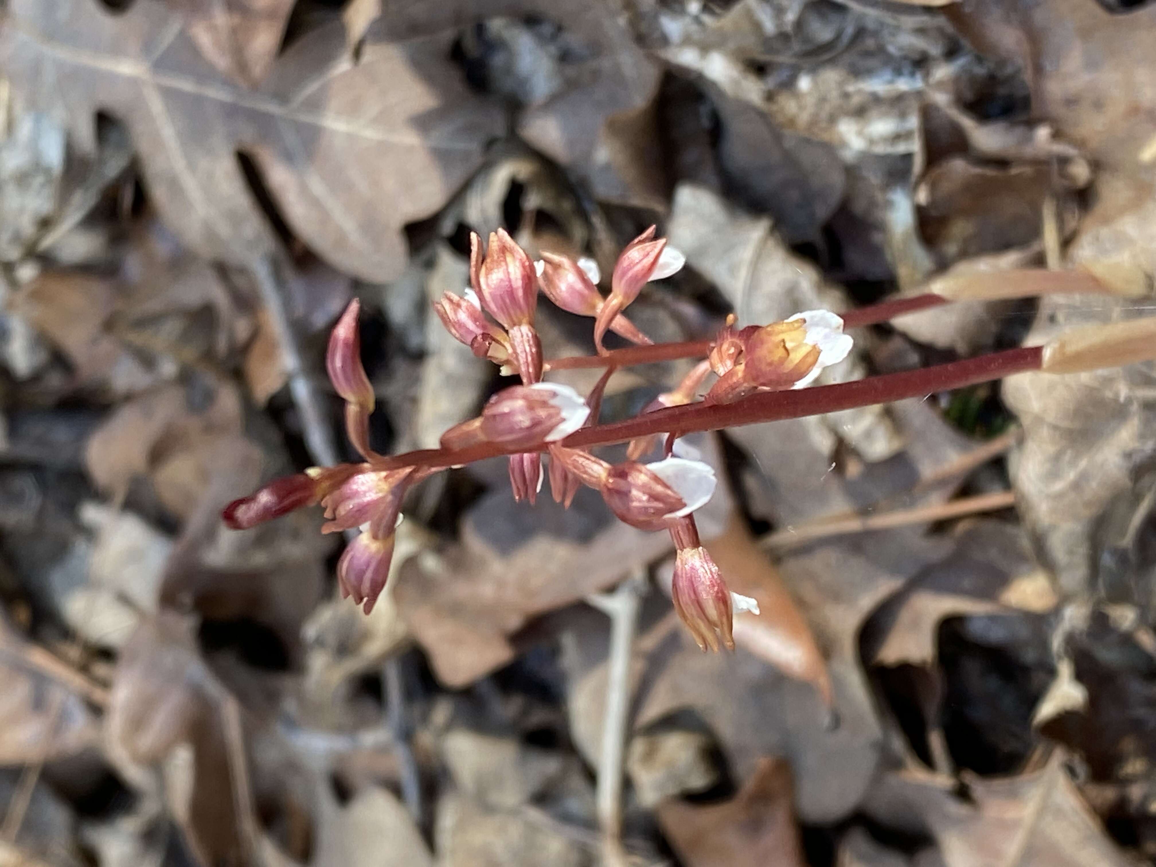 Image of Spring coralroot