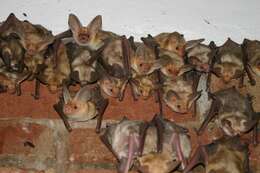 Image of pallid bat