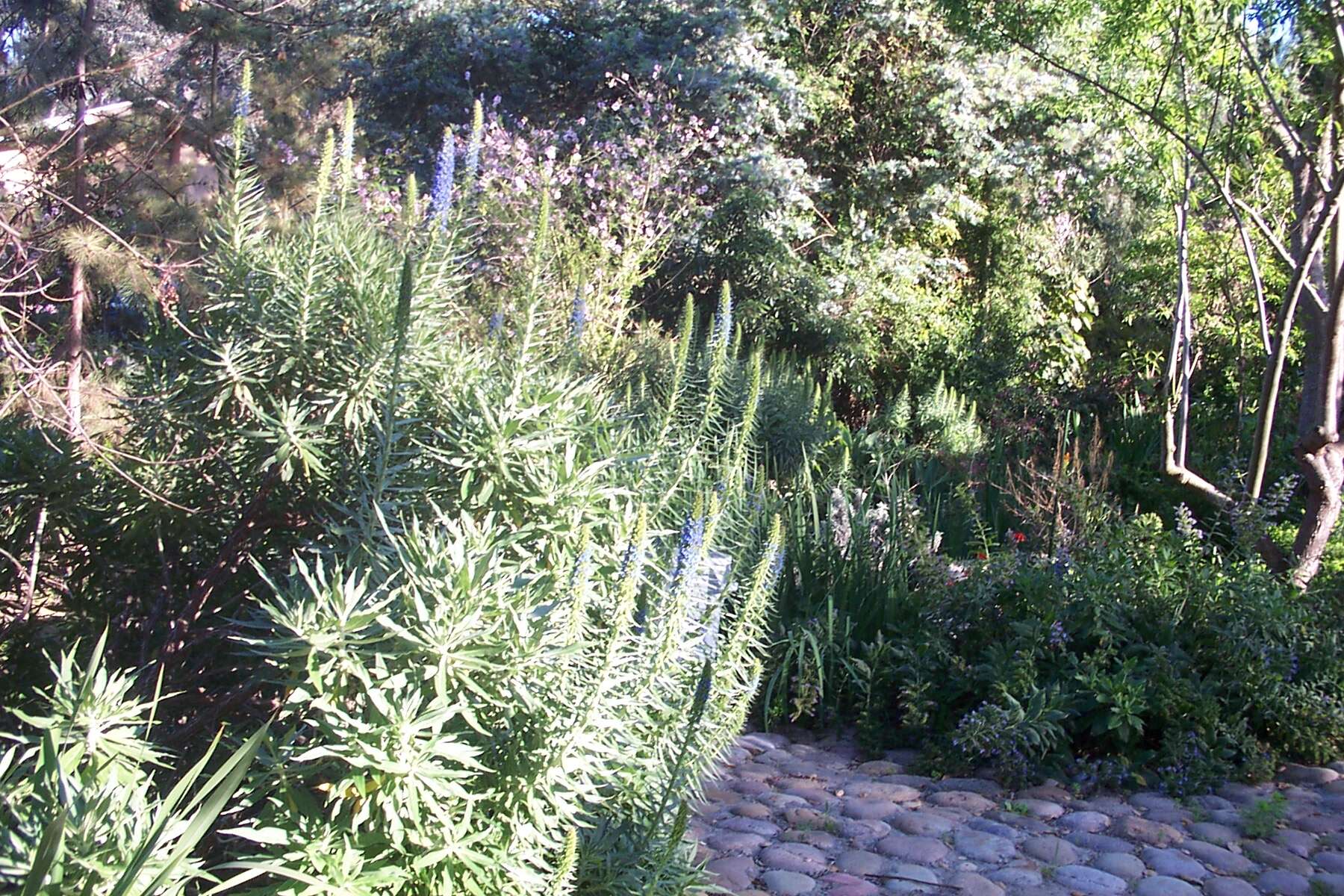 Imagem de Echium candicans L. fil.