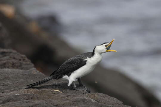 Image of Little Pied Cormorant