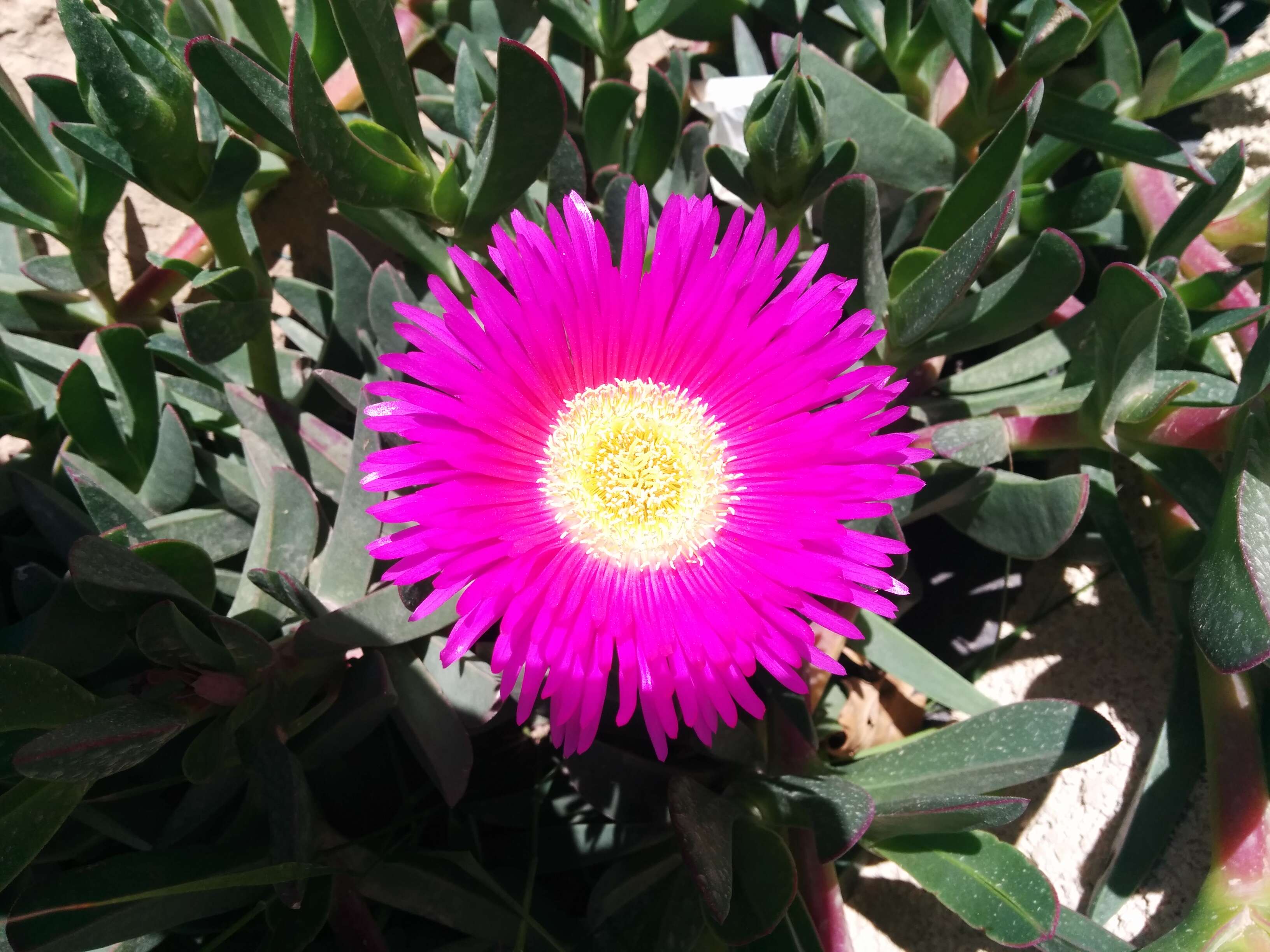 Image of Carpobrotus acinaciformis (L.) L. Bol.