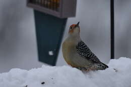 Image of Red-bellied Woodpecker