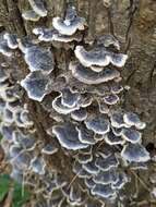 Image of Turkey Tail