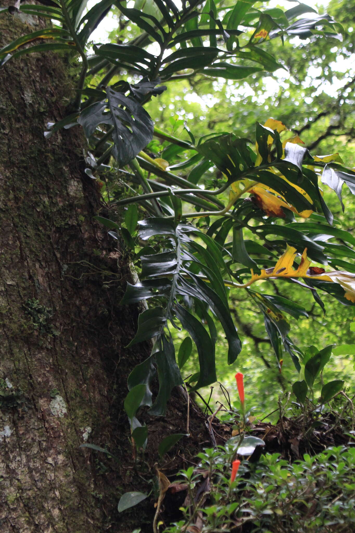 Image of Monstera epipremnoides Engl.