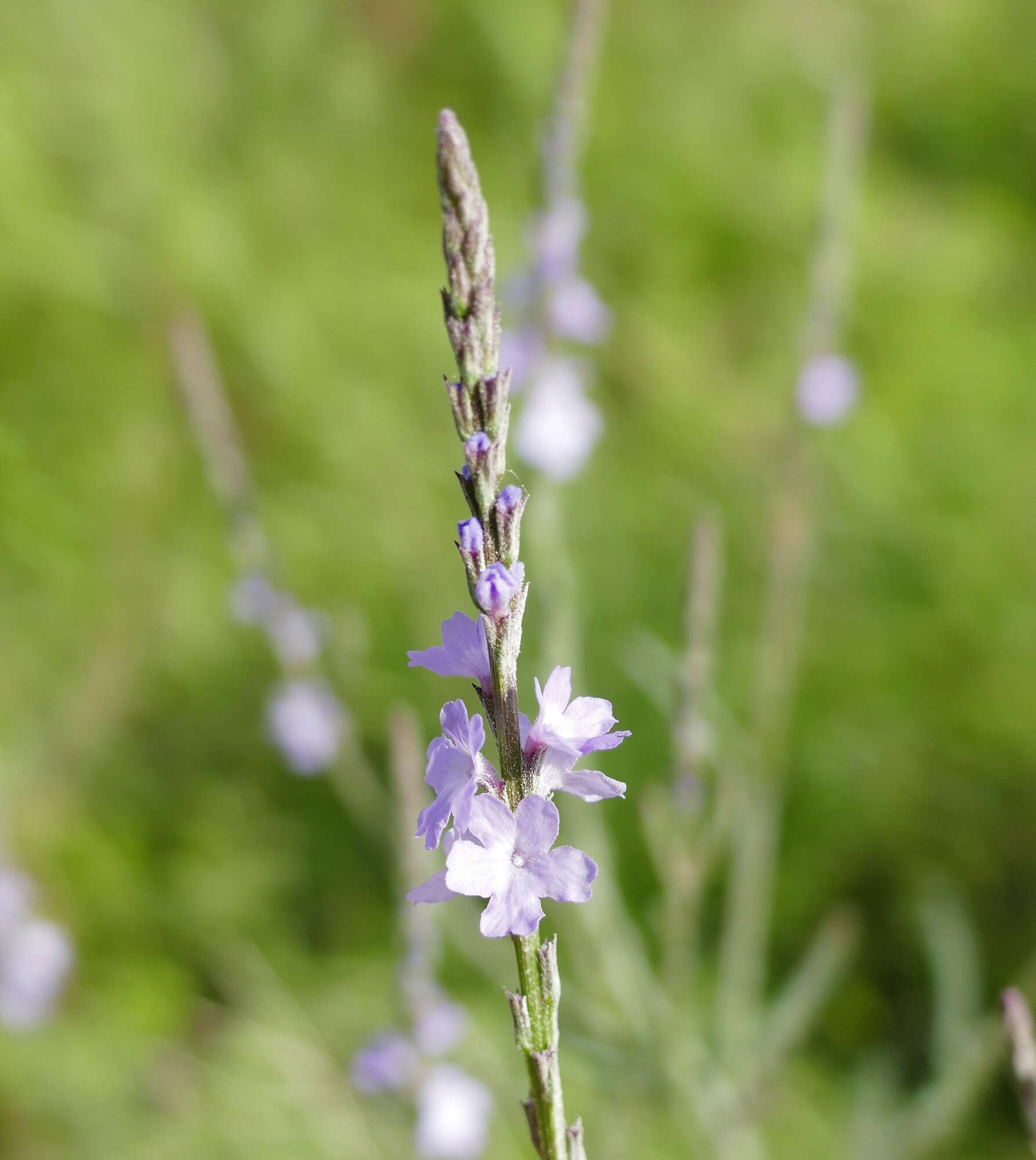 Image of vervain