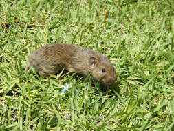 Image of Guenther’s Vole